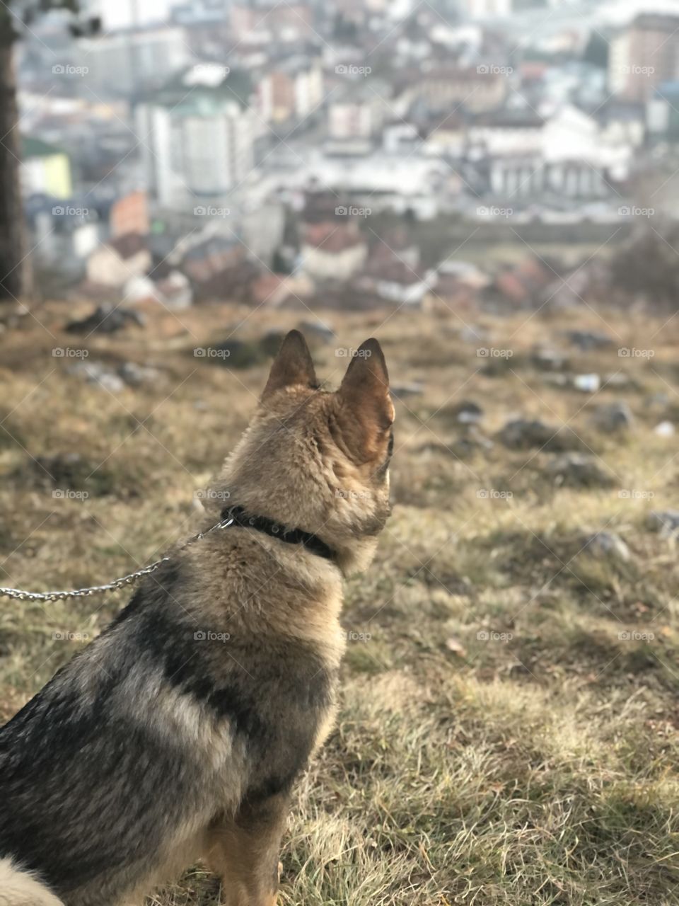 a wolf will never be a pet