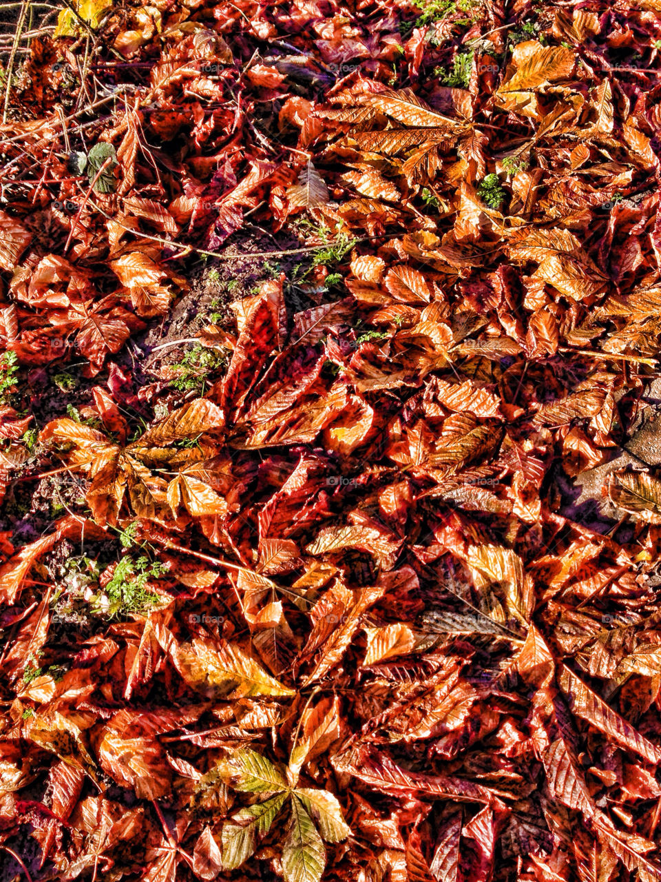 leaves autumn golden textures by chris7ben