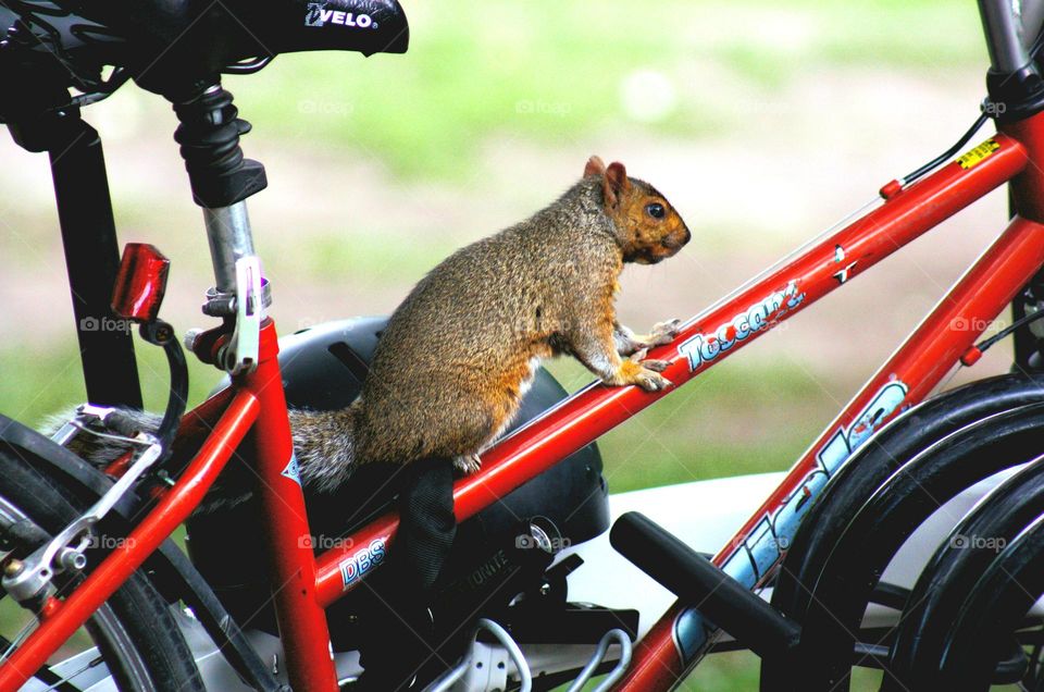 Squirrel riding a bike