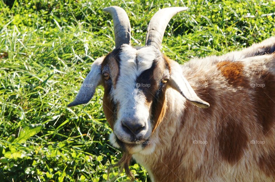 Farm Goat