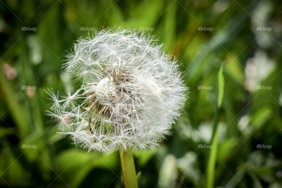 Close-up of dandelion