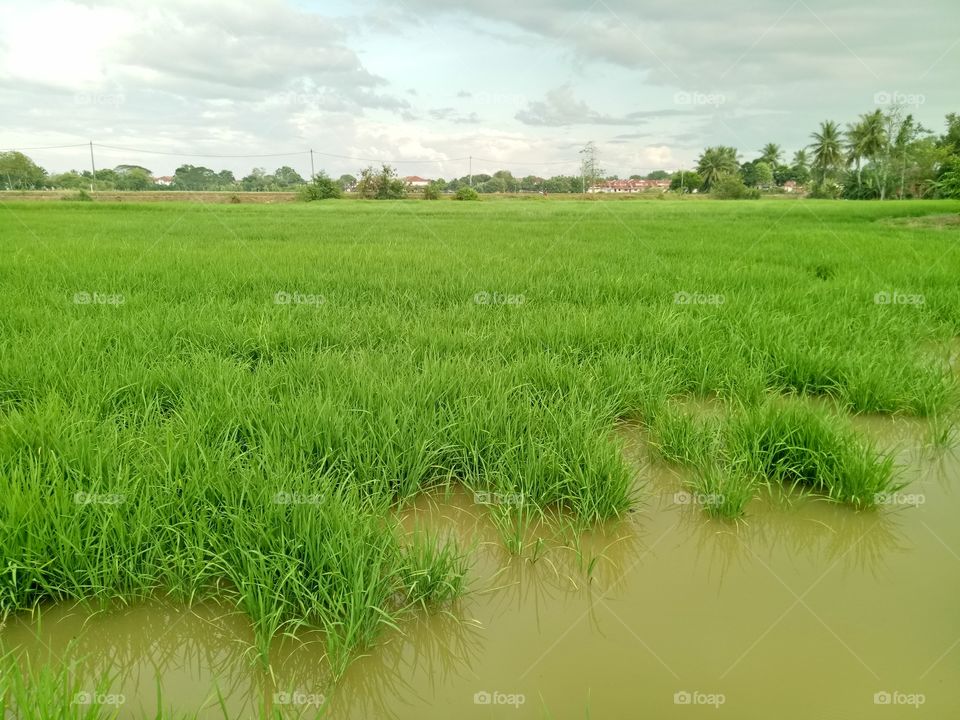 Farm Rice Tree in Kedah Malaysia