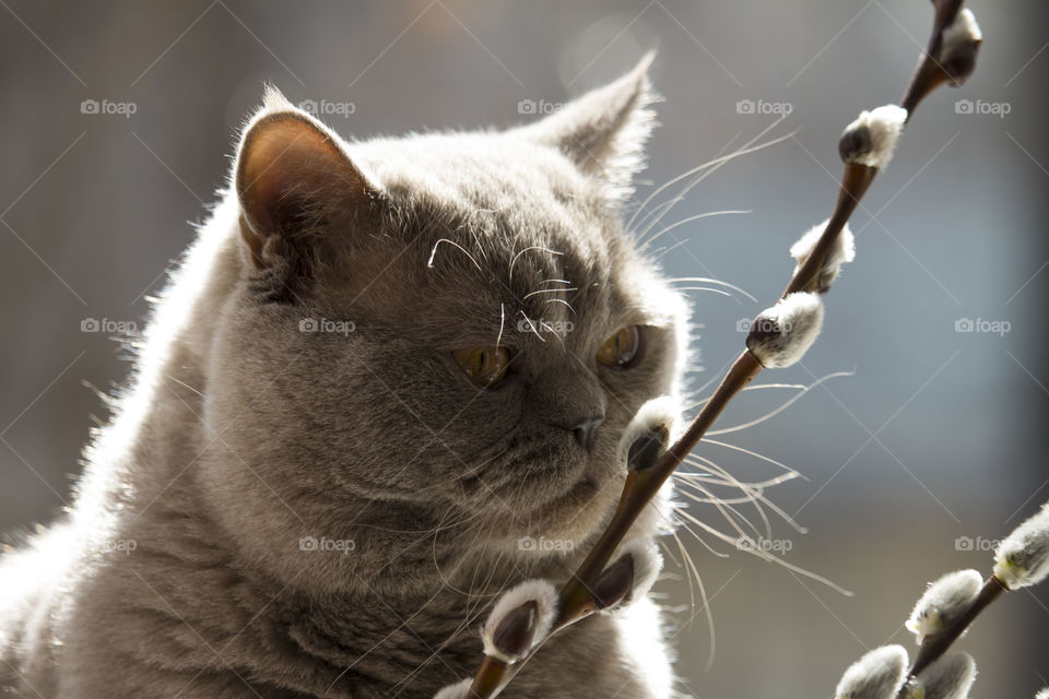 Scottish Straight cat sniffing blossom willow twigs.  Spring concept