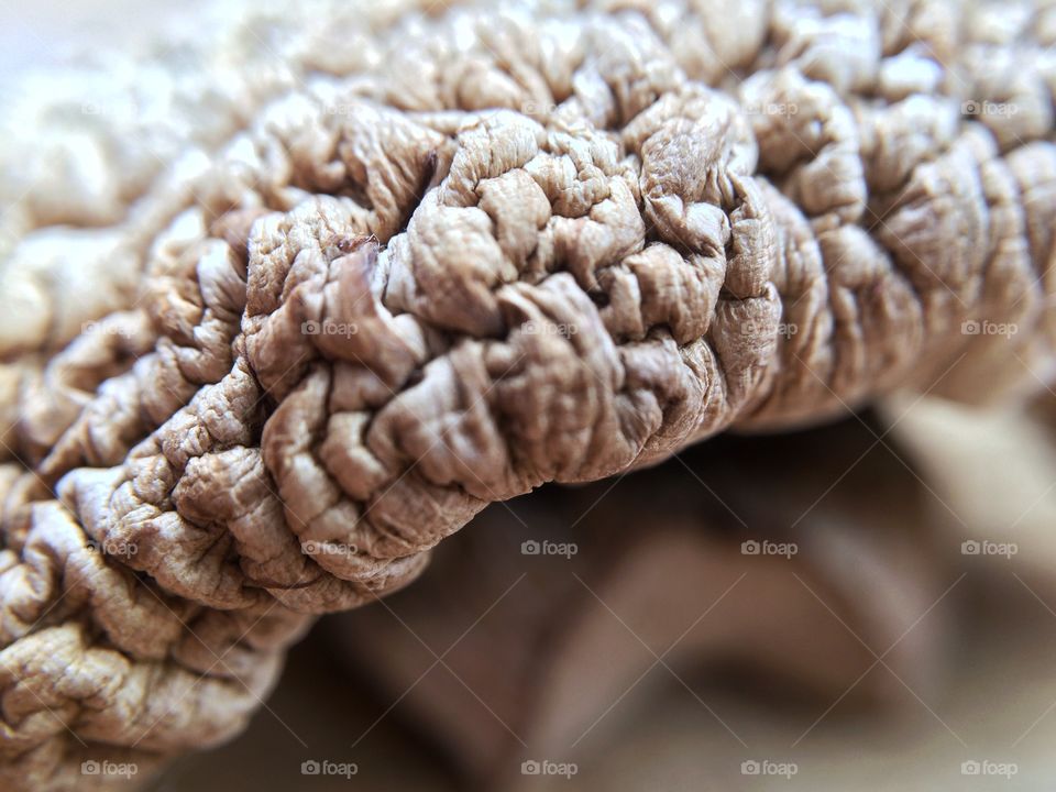 Close-up of wrinkly mushroom
