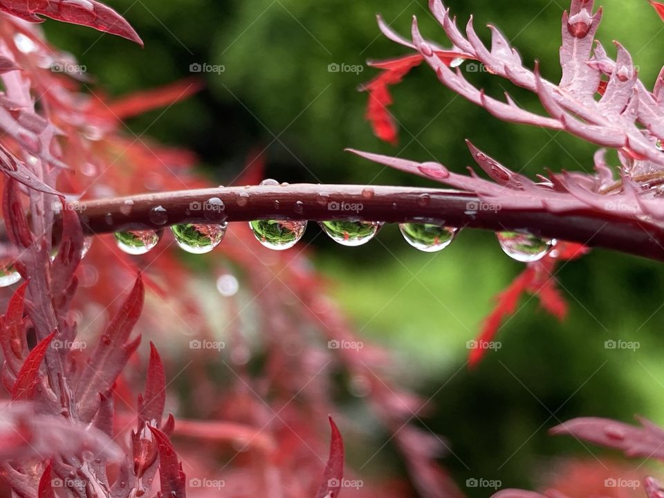 Raindrop 