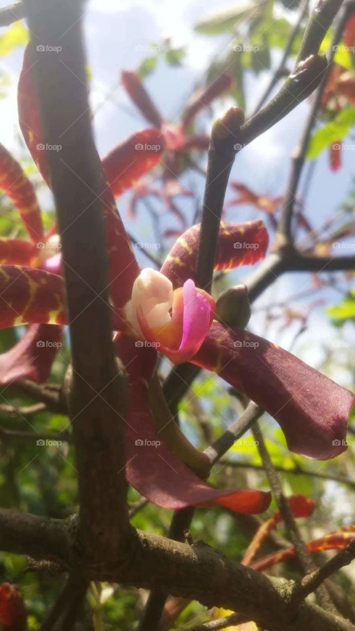 scoping follower in srilanka