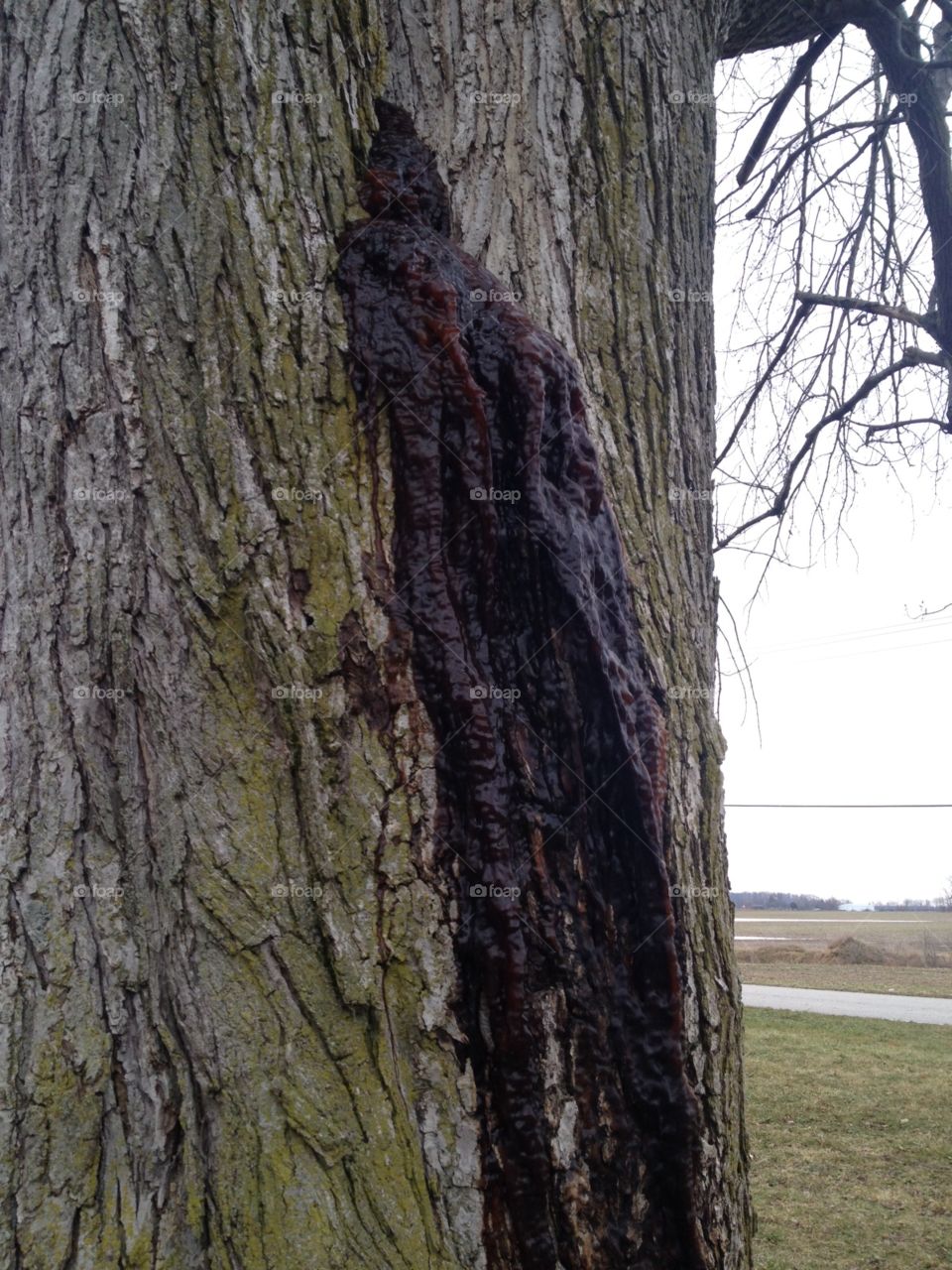 A Tree Bleeding Sap in Winter