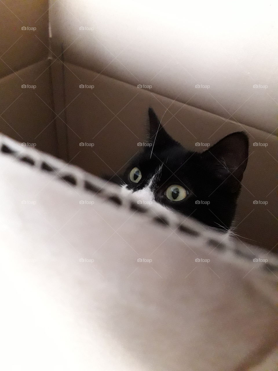 Cat in box