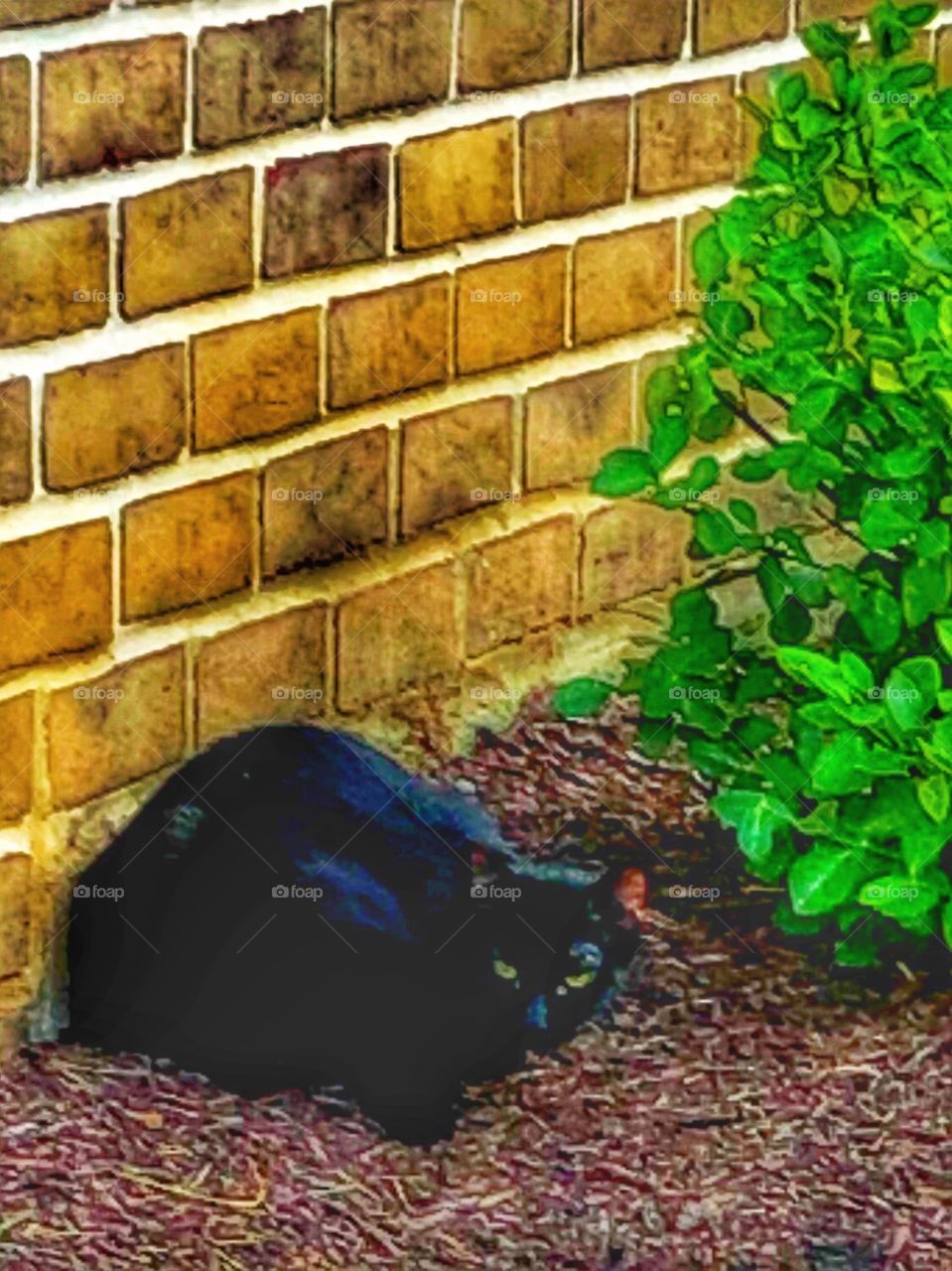 Feral black cat relaxing 