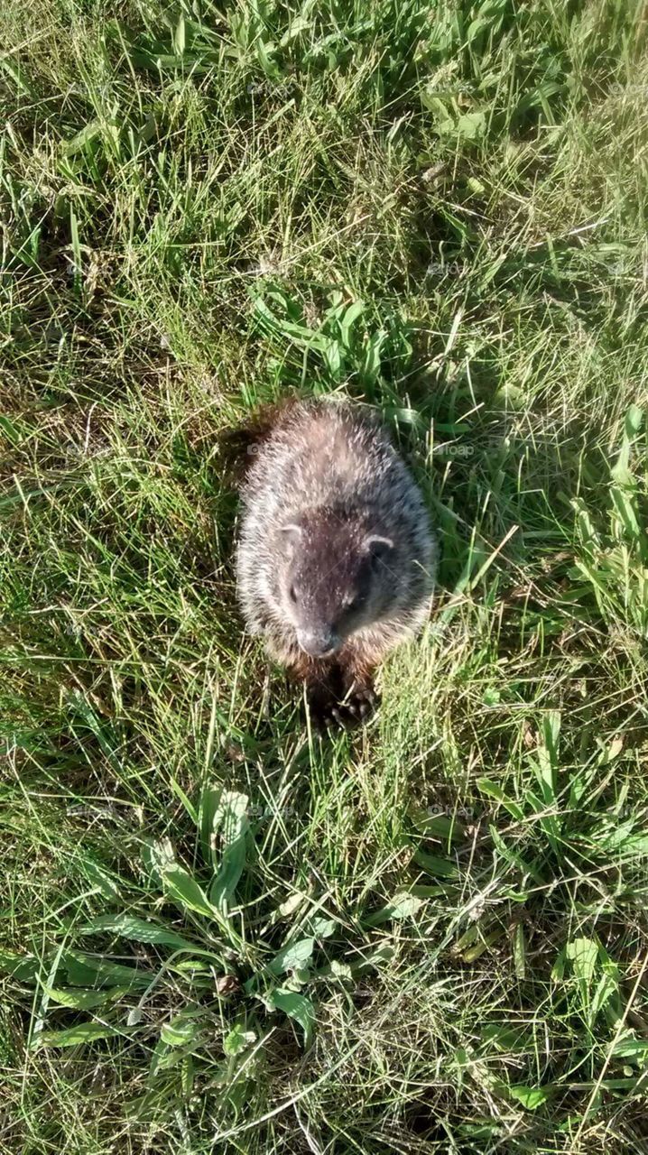 Portrait of an angry baby woodchuck.