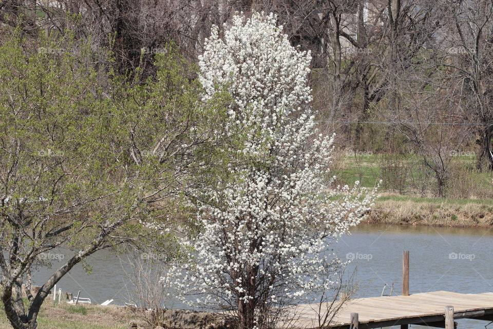white tree blooming