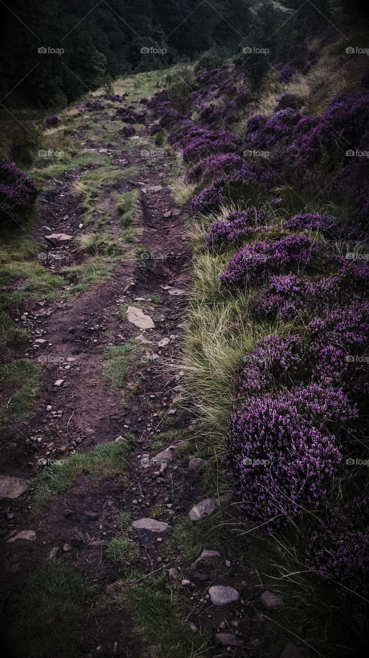 moors. cloudy day over Darwen moors