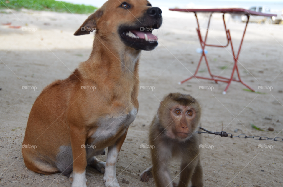 dog monkey nature animals by lanocheloca