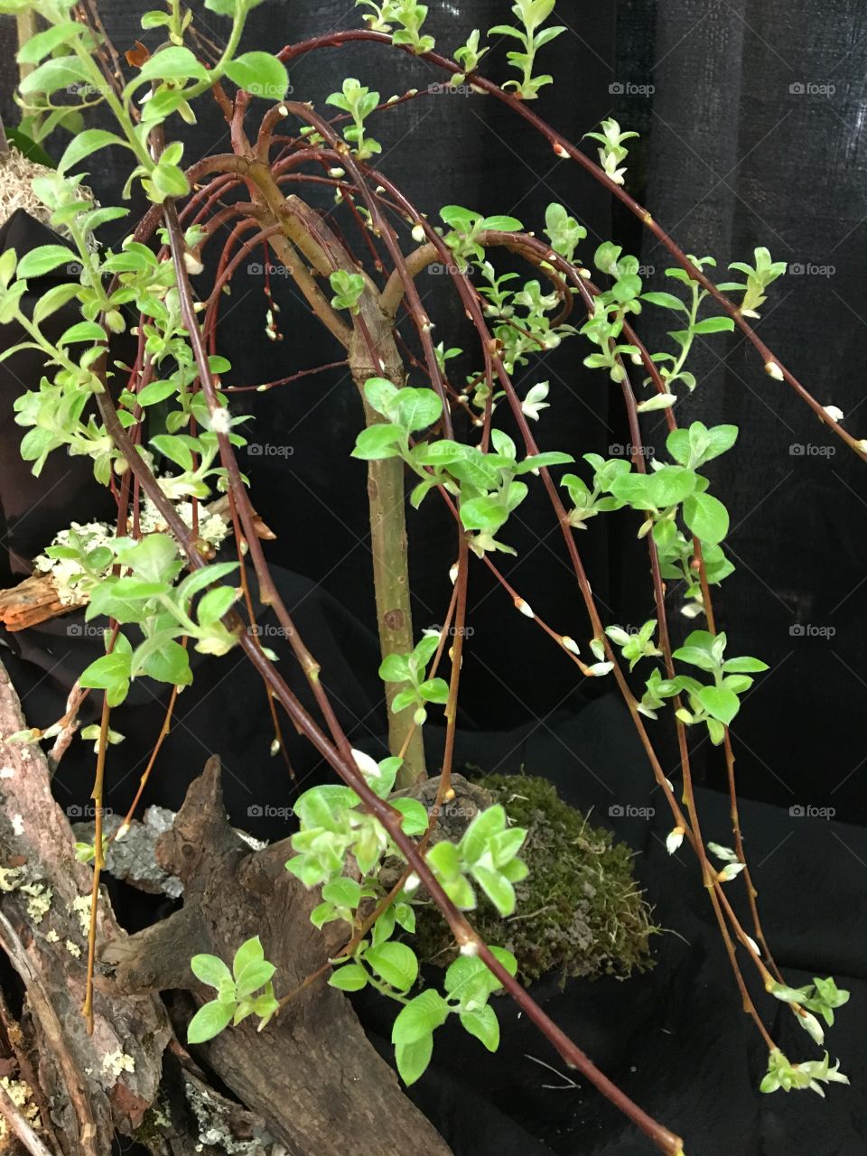 Spring  - Miniature tree buds open 