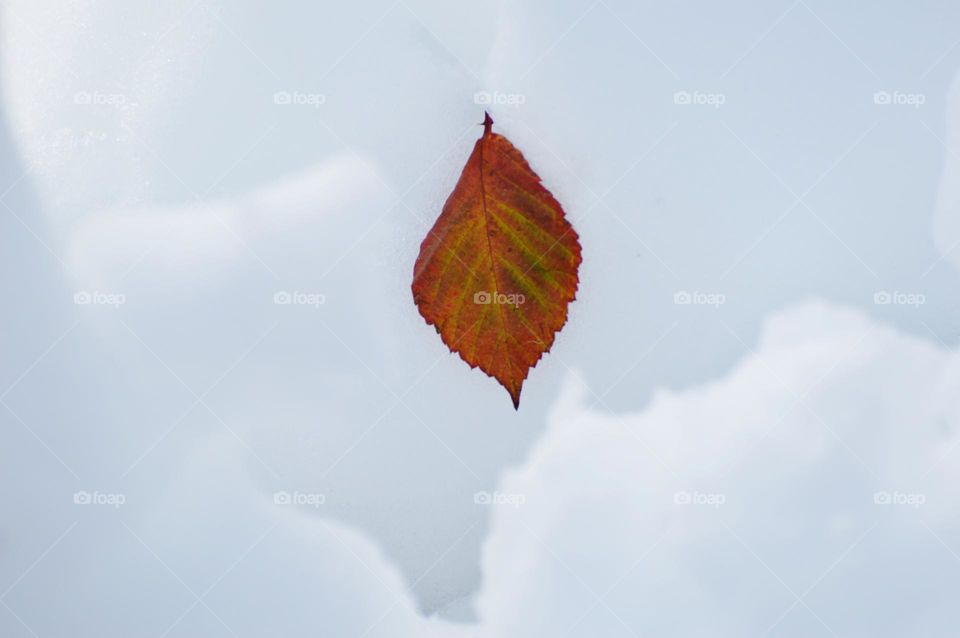 leaf stuck in the snow