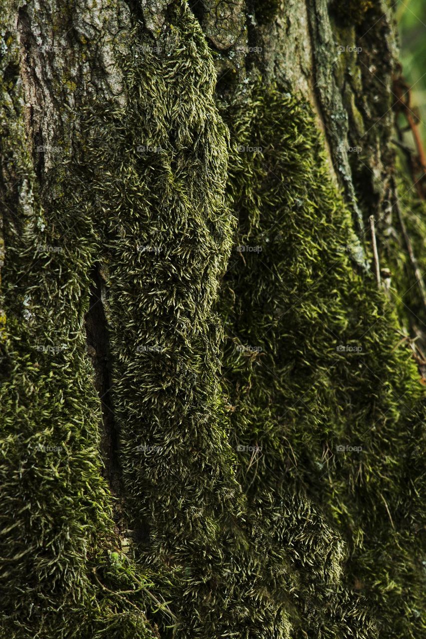 Mossy trees