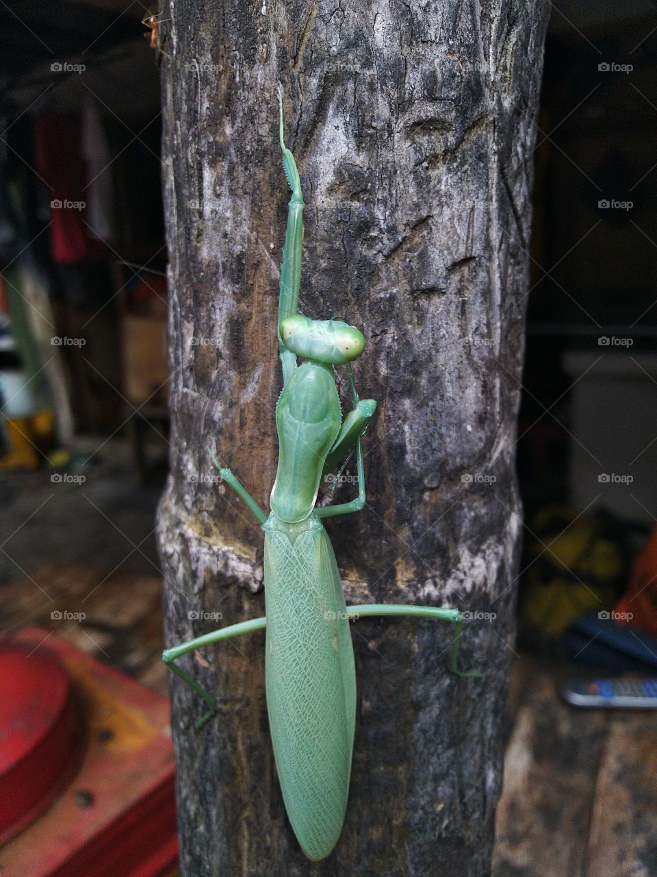 Green grasshopper