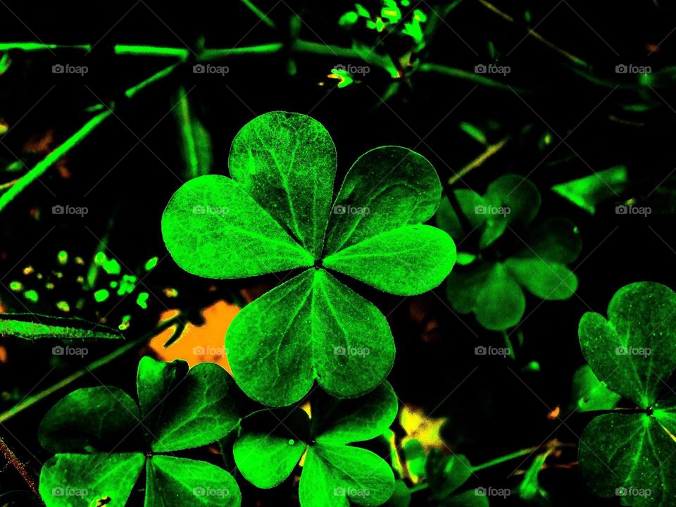 three leaf clover in a field of clovers