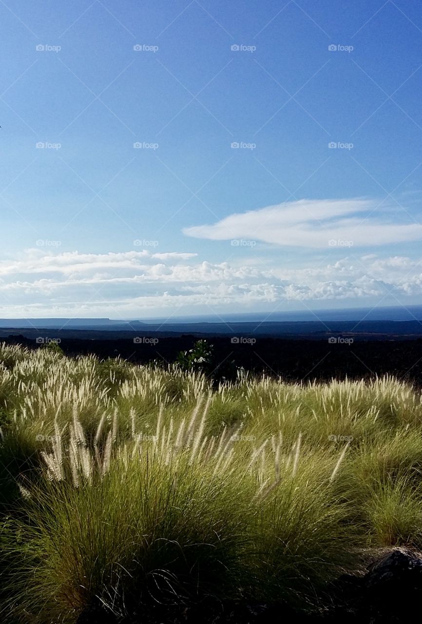 Ornamental Grasses