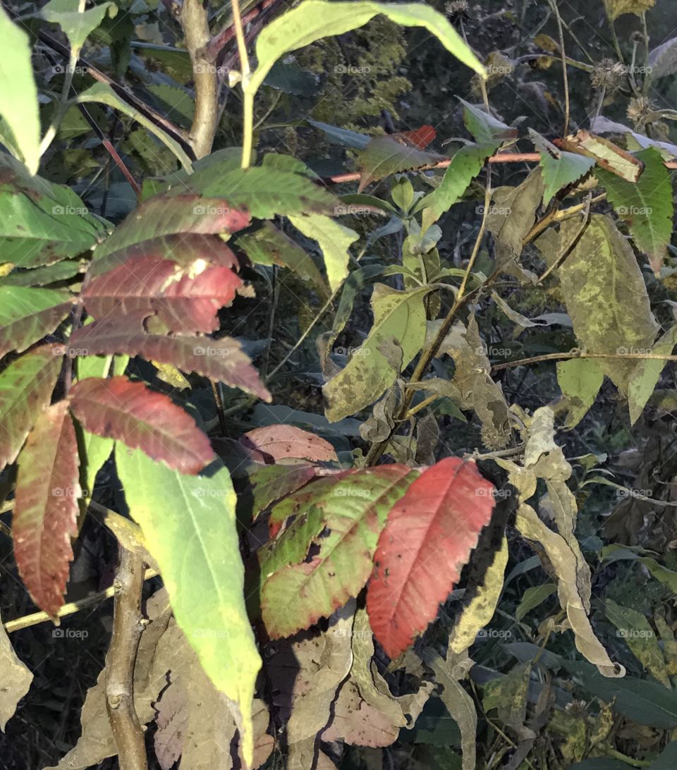 Autumn is here, fall, fields, and turning leaves
