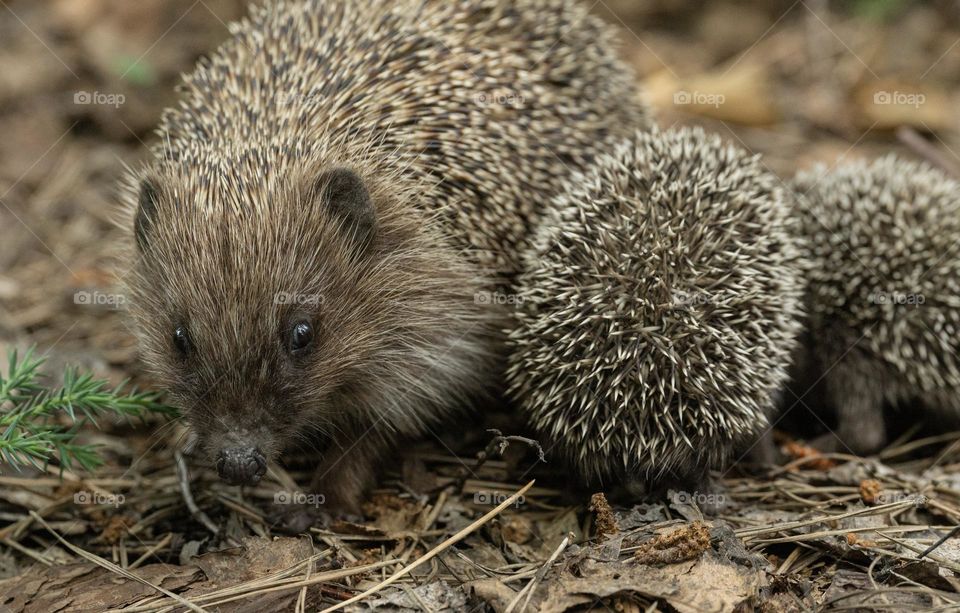 A female hedgehog with little hedgehogs