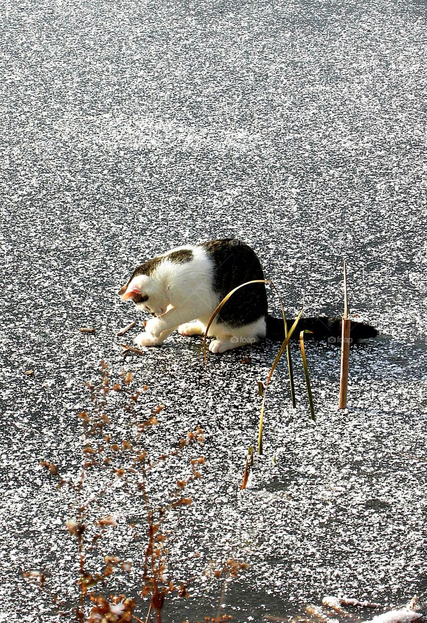 Frozen Pond with Cat