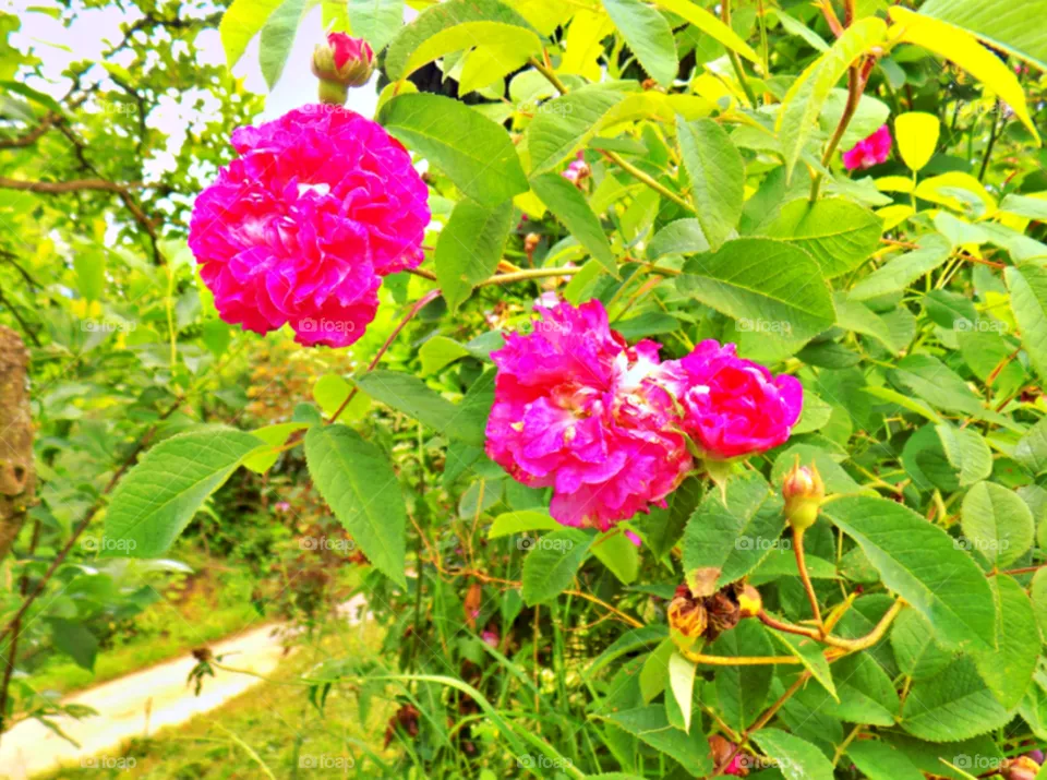 🌺🌿