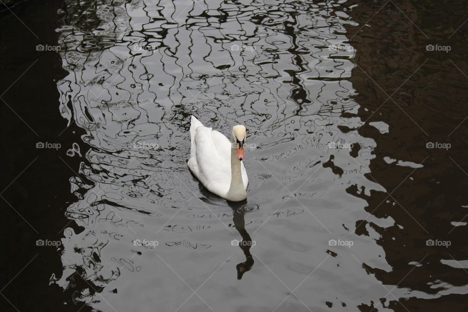 White swan