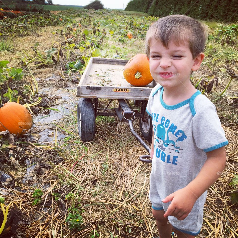Picking pumpkins . Picking pumpkins at the Amish farm

