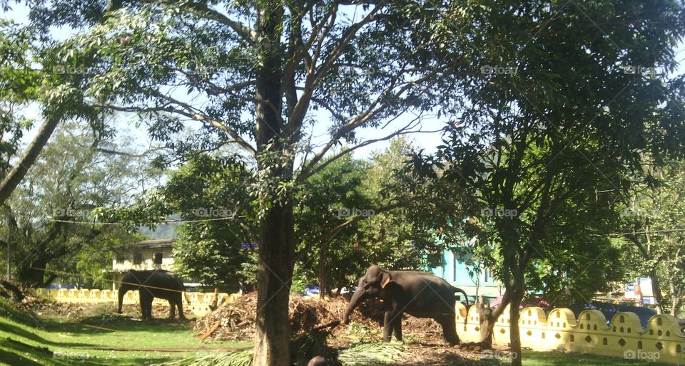 elephant s under the trees