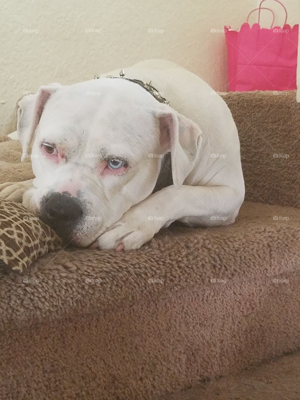 two colored eyes,American bulldog.lazy day in thinking mode