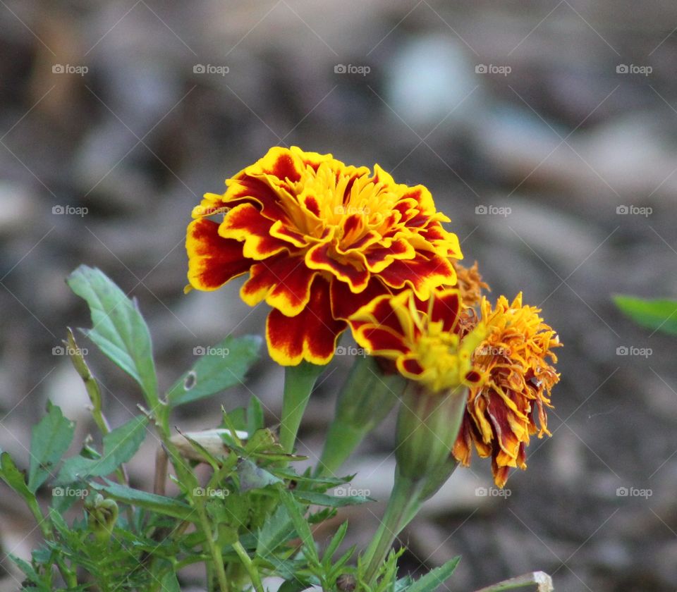 French marigold flowers (tagetes patula) with orange-red petals edged with gold 
