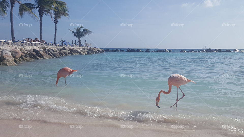flamingos feeding