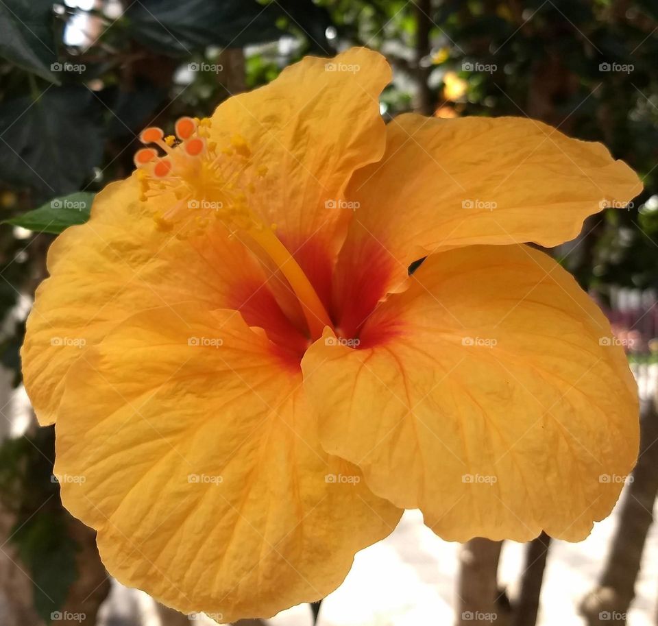 Orange Hibiscus