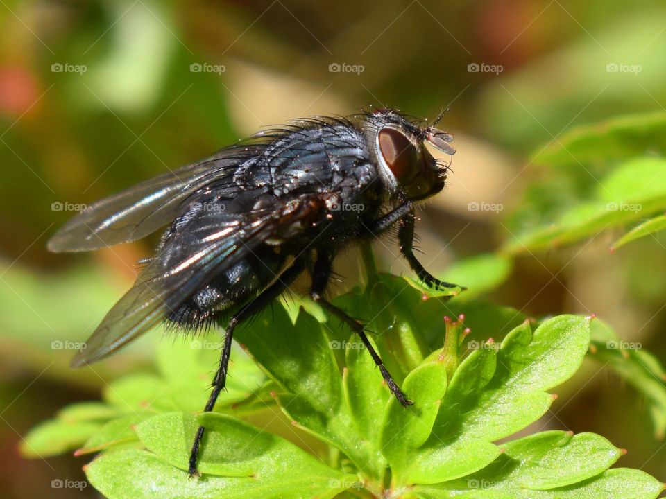 fly on the leaf