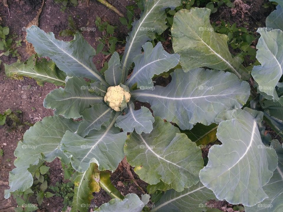 Growing Cauliflower.