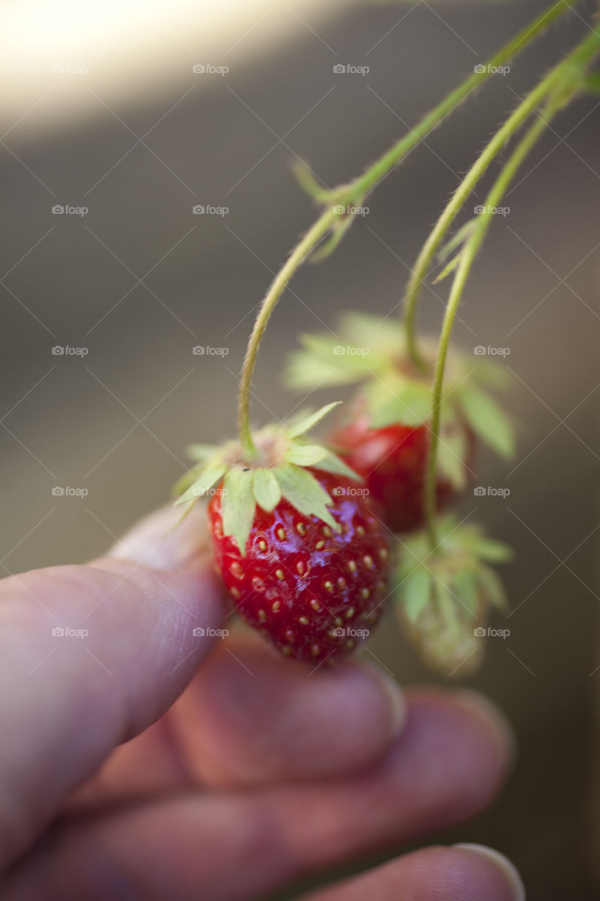 Close-up of person picking strawberry