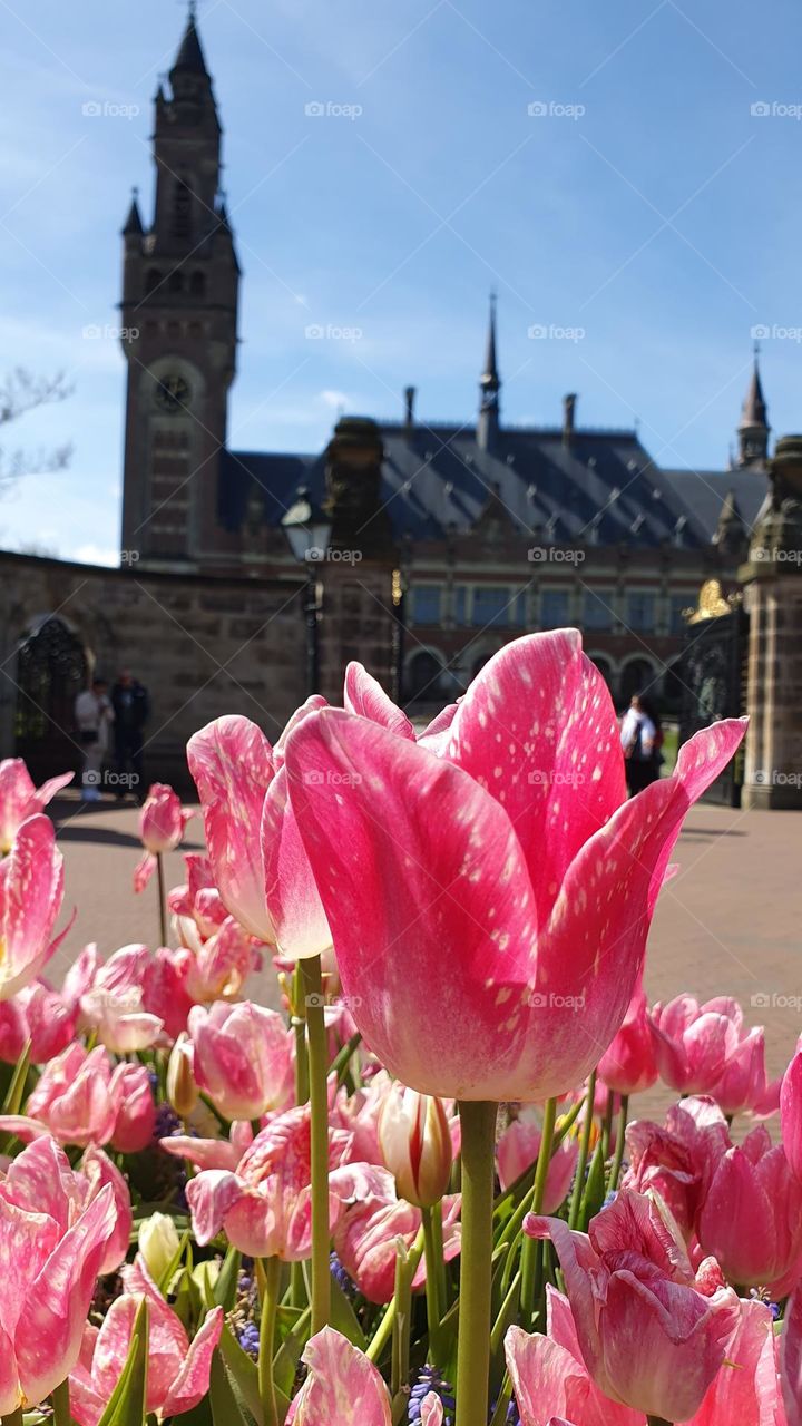 Peace Palace