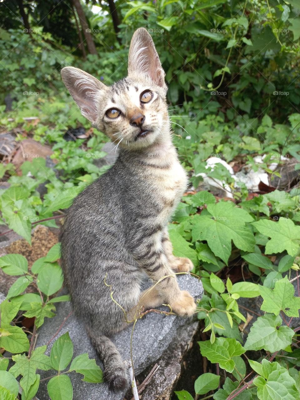 The cute kitten is in the grass garden