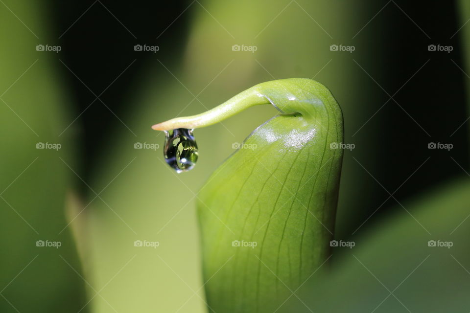 Water droplet on a new shoot
