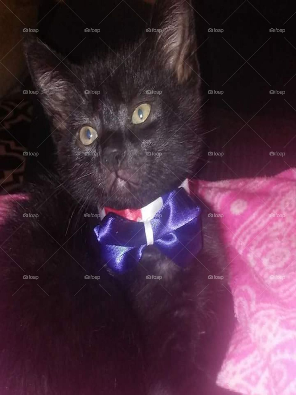 Cat with my own handcrafted 4th of July bow tie