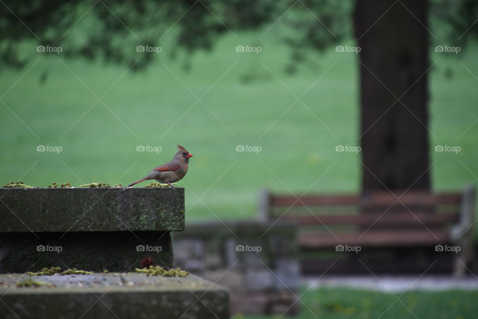 female cardinal