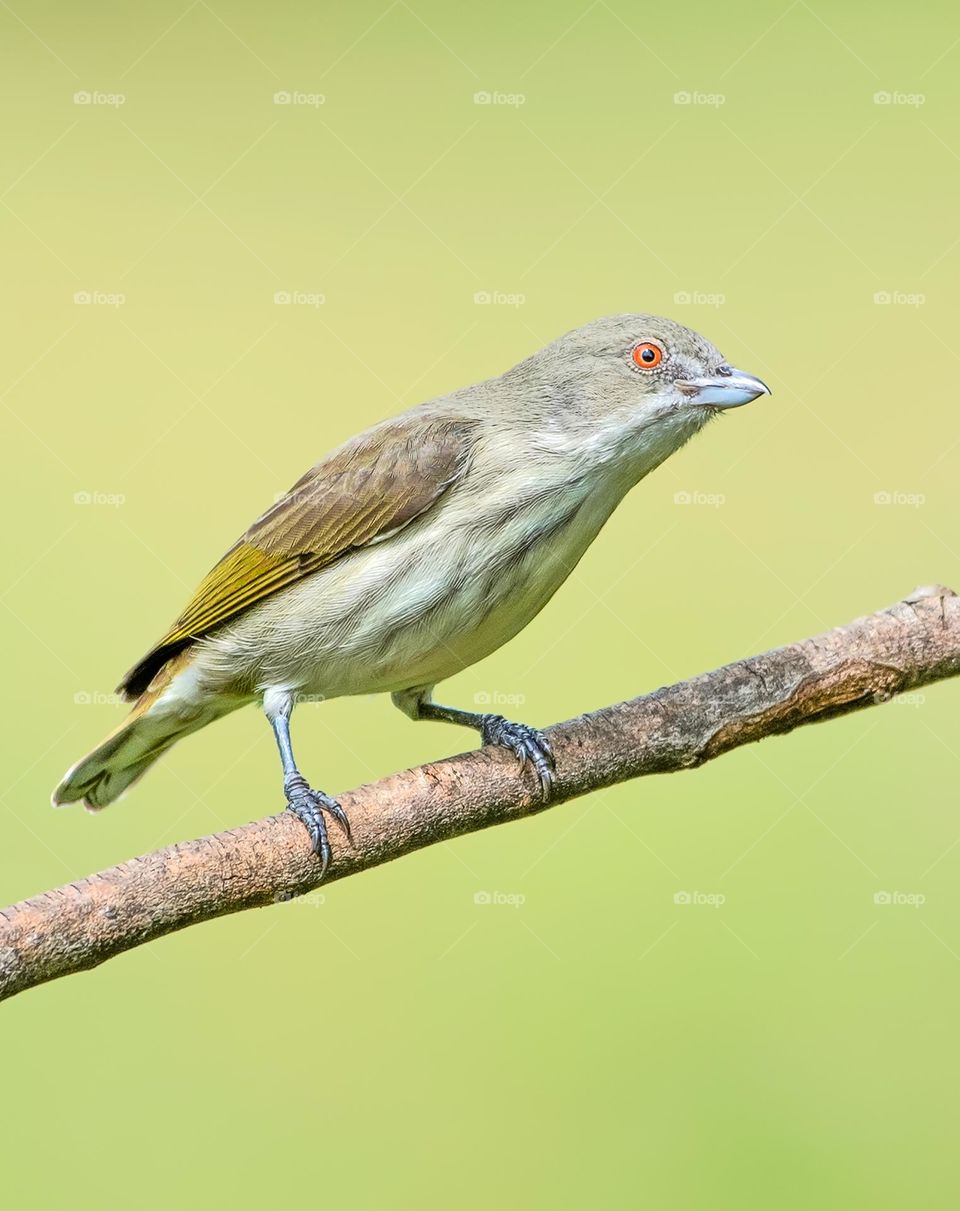 Bird With Blue Beak Perched On Branch