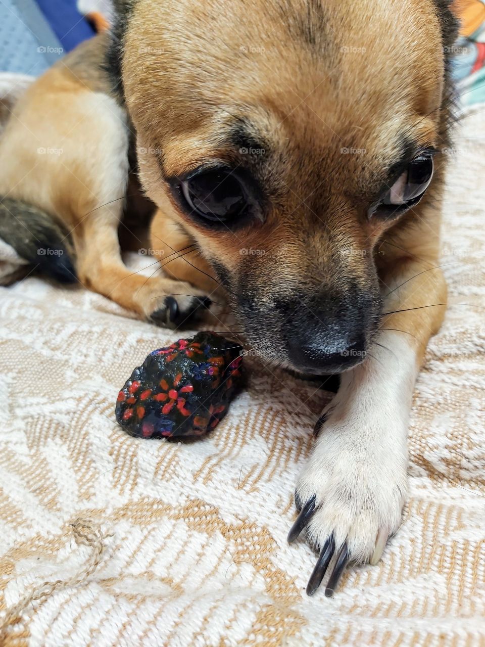 Mon chien qui protège sa pierre