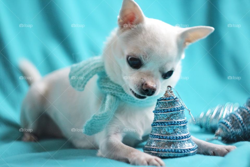 Chihuahua tries new year decoration