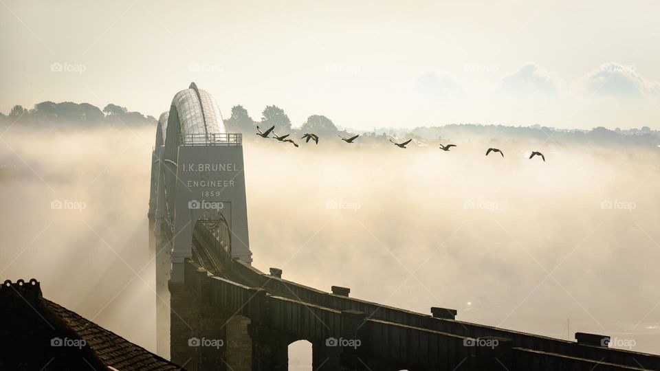 Canadian Geese Flying Over The Royal Albert Bridge with Morning Fog in Saltash, Cornwall.