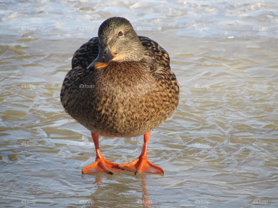 Duck in a city park on a frozen river