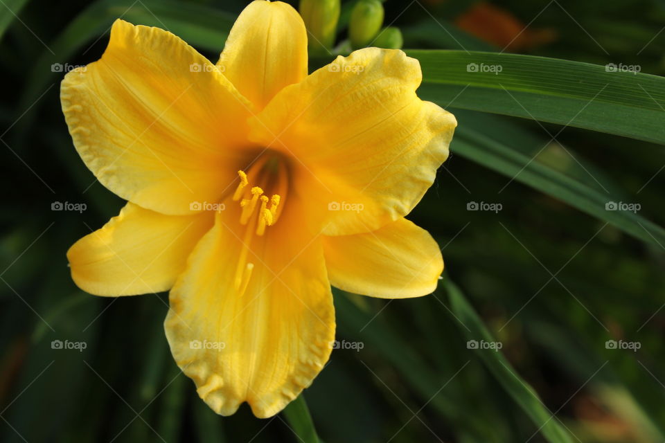 Close-up of yellow flower