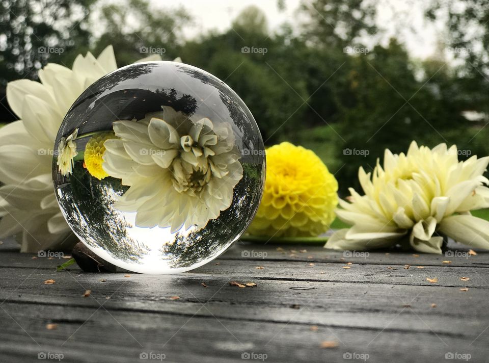 Dahlia. Lensball.