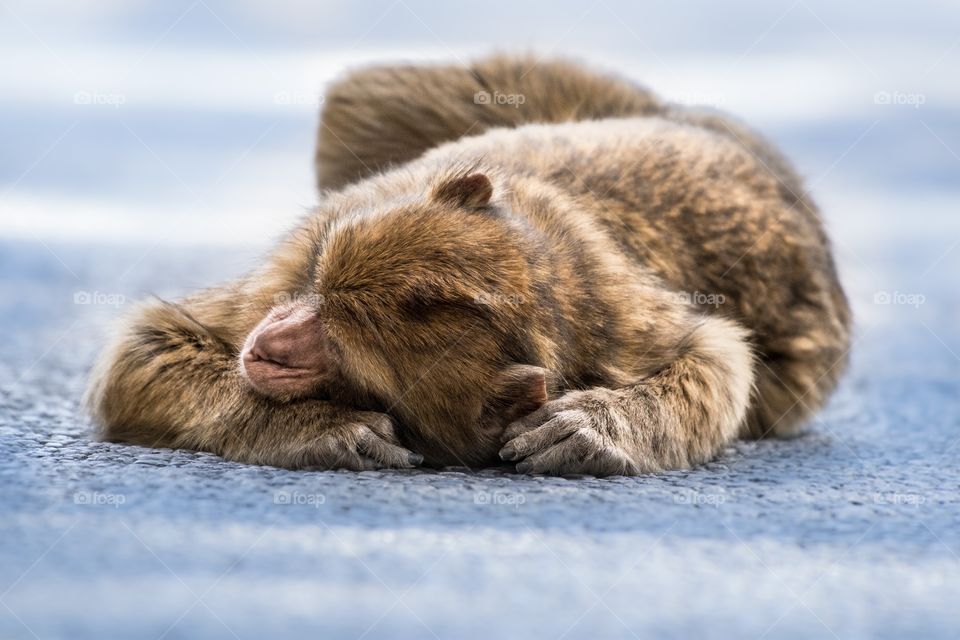 Atlantic Macaque is taking a rest